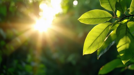 Sunbeams dance through the verdant canopy of a tranquil forest
