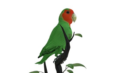 green bird sitting on the branch