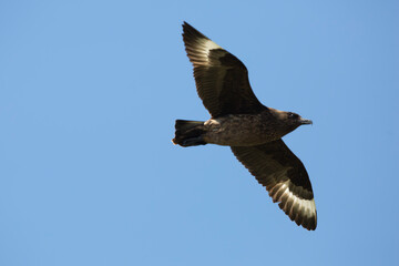 Great Skua (Bonxie) in flight against a blue sky in Shetland, Scotland, United Kingdom, UK
