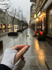 First spring flower close up, and hold snowdrop in urban city 