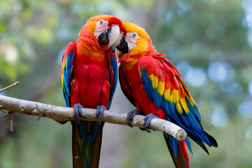 Fototapeta premium A colorful blue and yellow macaw, vibrant tropical parrot with bright feathers and a powerful beak