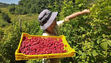 Farmer picking fresh red raspberries from a organic plantation in the mountains.
