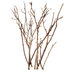Brushwood isolated on transparent background.