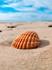 Seashell