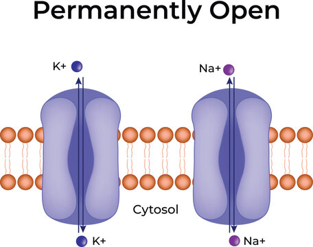Permanently Open Ion Channels Design Vector Illustration