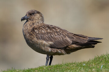 Great Skua (Bonxie) against a clean background - Unst, Shetland, Scotland, United Kingdom