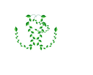 A green plant with green leaves 