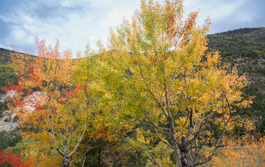 Fototapeta premium Couleurs d'automne dans le Mercantour, Alpes de Haute Provence, France 