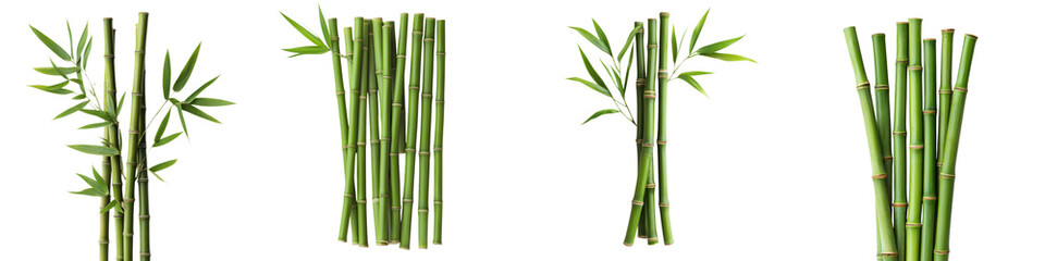 Fototapeta premium Lush Green Bamboo Stalks Growing in Natural Scenery Tranquil and Serene Bamboo Grove with Slender Stems and Leaves Against Outdoor Background