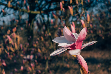 Beautiful fresh magnolia flowers in full bloom, close-up. Blossoming trees in spring. Natural floral background.