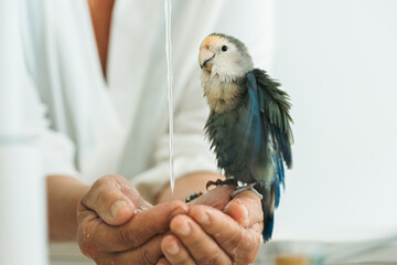 Colorful love bird enjoying a splash of water held in hands during a playful moment in a bright...