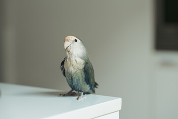 Colorful bird perched on a white surface in a bright indoor setting during the day