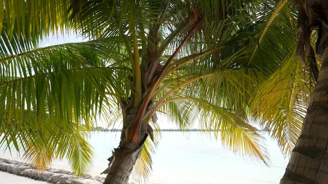 Coconut palm trees bottom view. Green palm tree on blue sky background. View of palm trees against sky. Beach on the tropical island. Palm trees at sunlight. Shot on Gimbal high quality slow movement