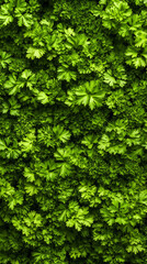 A lot of parsley, closeup, healthy food, background, vertical illustration