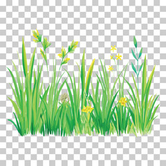 Green grass Illustration. Green lawn, flower, natural borders, herbs. Flat vector illustrations for spring, summer, nature, ground, plants concept, transparent background.