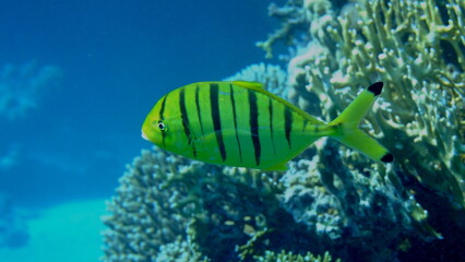 Golden trevally (Gnathanodon speciosus) juvenile undersea, Red Sea, Egypt, Sharm El Sheikh, Montazah Bay