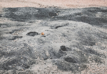 Long-tailed marmot hiding behind a rock in the highlands of Tien Shan in Pamir in Tajikistan