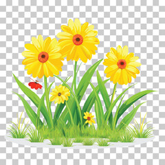 vibrant yellow gerbera daisies lush green grass, green grass isolated on transparent background