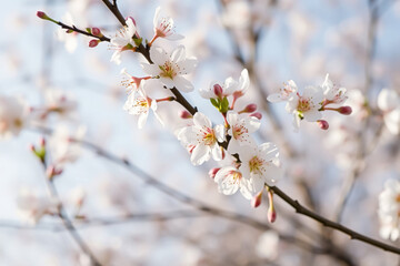 Obraz premium Beautiful Spring Background with Blossoming Apple Tree Branches for Seasonal and Nature-Inspired Designs