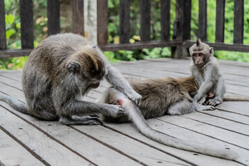 Fototapeta premium Famille Singe