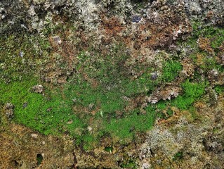 Abstrack moss texture on old wall background 