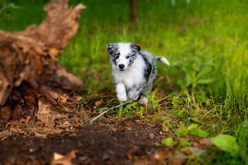 Szczeniak. Pies rasy border. Mały piesek.  © Mypixel