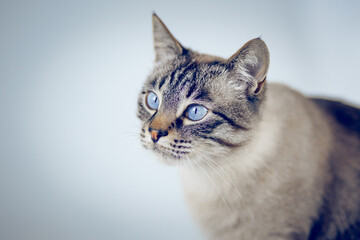 Portrait of a Thai tabby cat with blue eyes.