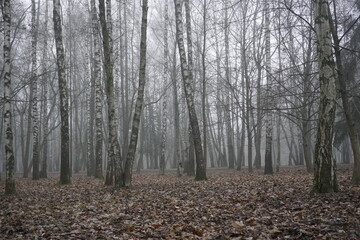 Mysticism of a foggy morning. Winter. Warm January. Birch grove. Forest Park.