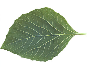 A realistic photograph of a single cabbage leaf, isolated on a white background with no shadows, perfect for commercial use. The texture and shape should be detailed to capture the essence of 