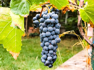 Black grapes on the vine. Drops of dew on the berries. Harvest time