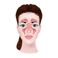 Anatomy of the maxillary sinuses. Realistic medical illustration. Infographics on a woman's face, vector