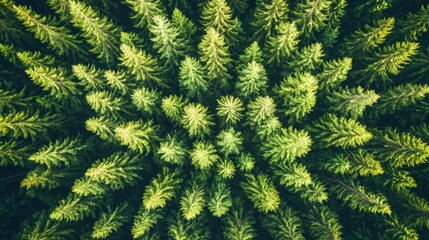 Fototapeta premium Lush green coniferous forest viewed from above, showcasing trees in symmetry during a bright daytime with clear skies