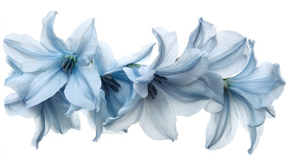 Bluebells isolated on a white background, blue flowers floating in the air, blue flowers for decoration and design, PNG file of a chrysanthemum bouquet. 