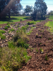 Rocky drainage swale with native vegetation and mulched garden beds in an urban park setting. Fresh...