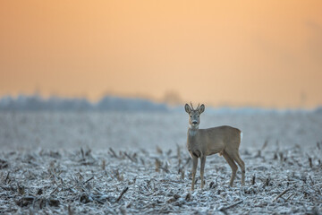 Male buck roe deer Capreolus capreolus Majestic roe deer, capreolus capreolus, buck with antlers. Male mammal with orange fur walking through winter frosty meadow