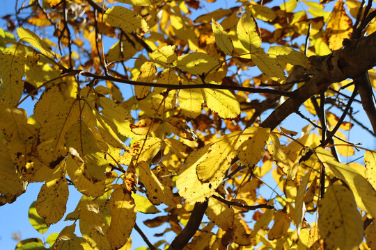 Walnut tree with bright yellow leaves on autumn season. Juglans regia tree agaisnt blue sky - Powered by Adobe