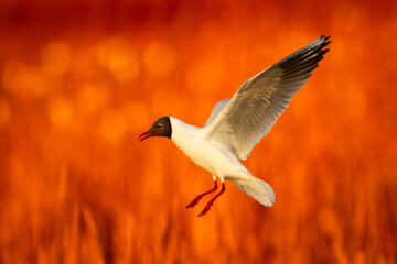 Bird black-headed gull Chroicocephalus ridibundus in flight spring time Poland, Europe warm evening light