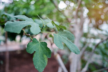Close-Up of Fig Tree Leaves in a Serene Natural Setting..