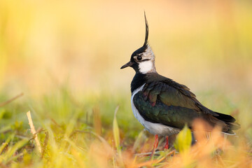 Bird Lapwing Vanellus vanellus on green background spring time Poland Europe migratory bird