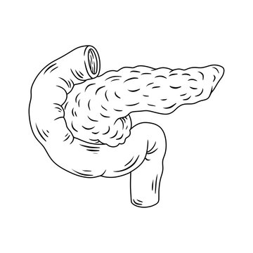 Illustration of the anatomy of a healthy human pancreas. Thin line illustration.