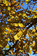 Walnut tree with bright yellow leaves on autumn season. Juglans regia tree agaisnt blue sky