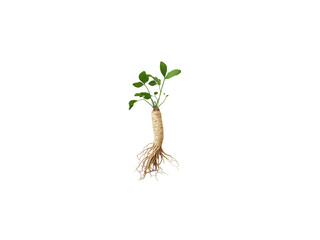 A small ginseng with green leaves and a prominent root structure, Isolated on white background