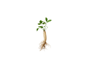 A small ginseng with green leaves and a prominent root structure, Isolated on white background