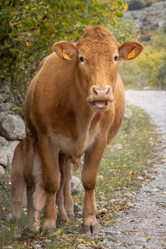 Kuh streckt Zunge raus, Rind mit Kalb