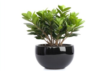 A single plant placed in a black pot on a white background, great for decorating or branding purposes