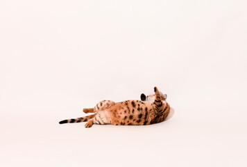 Crazy bengal adult cat plays on white background, portrait of playful cat