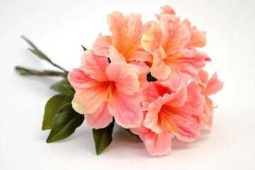 Fototapeta premium A collection of bright pink flowers arranged on a clean white surface