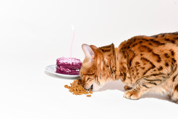 Cat birthday, bengal cat sits near a cake with lighting candle and eats feed on white background,