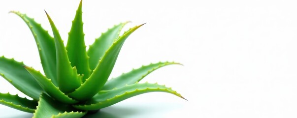 Fototapeta premium Lush green aloe vera plant with thick fleshy leaves on white background, aloe vera, plant