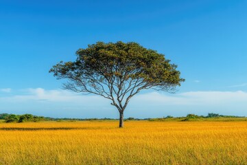 A solitary tree stands amidst a sea of tall grass, a serene and peaceful scene